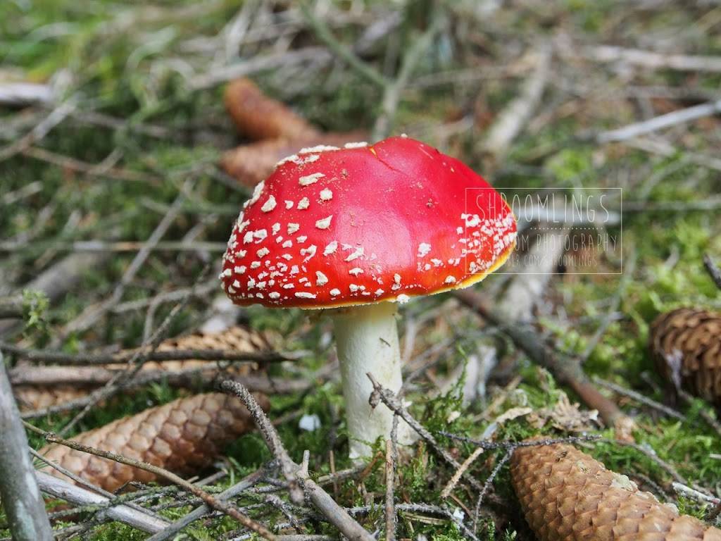 Subway Restaurants | restaurant | 6740 Sepulveda Blvd, Van Nuys, CA 91411, USA | 8187810211 OR +1 818-781-0211