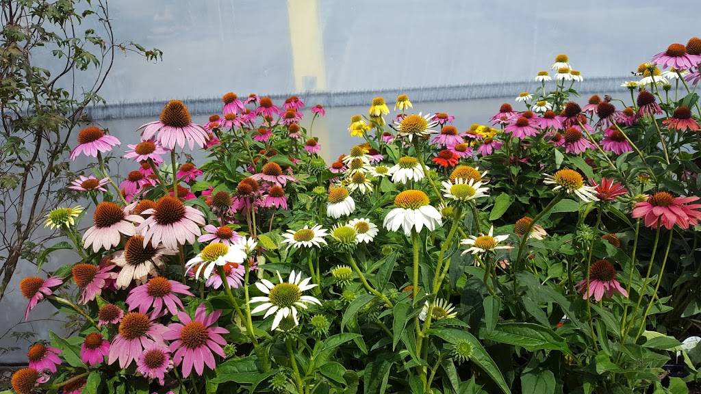 Dominos Pizza | meal delivery | 408 8th St SW, Altoona, IA 50009, USA | 5159570003 OR +1 515-957-0003