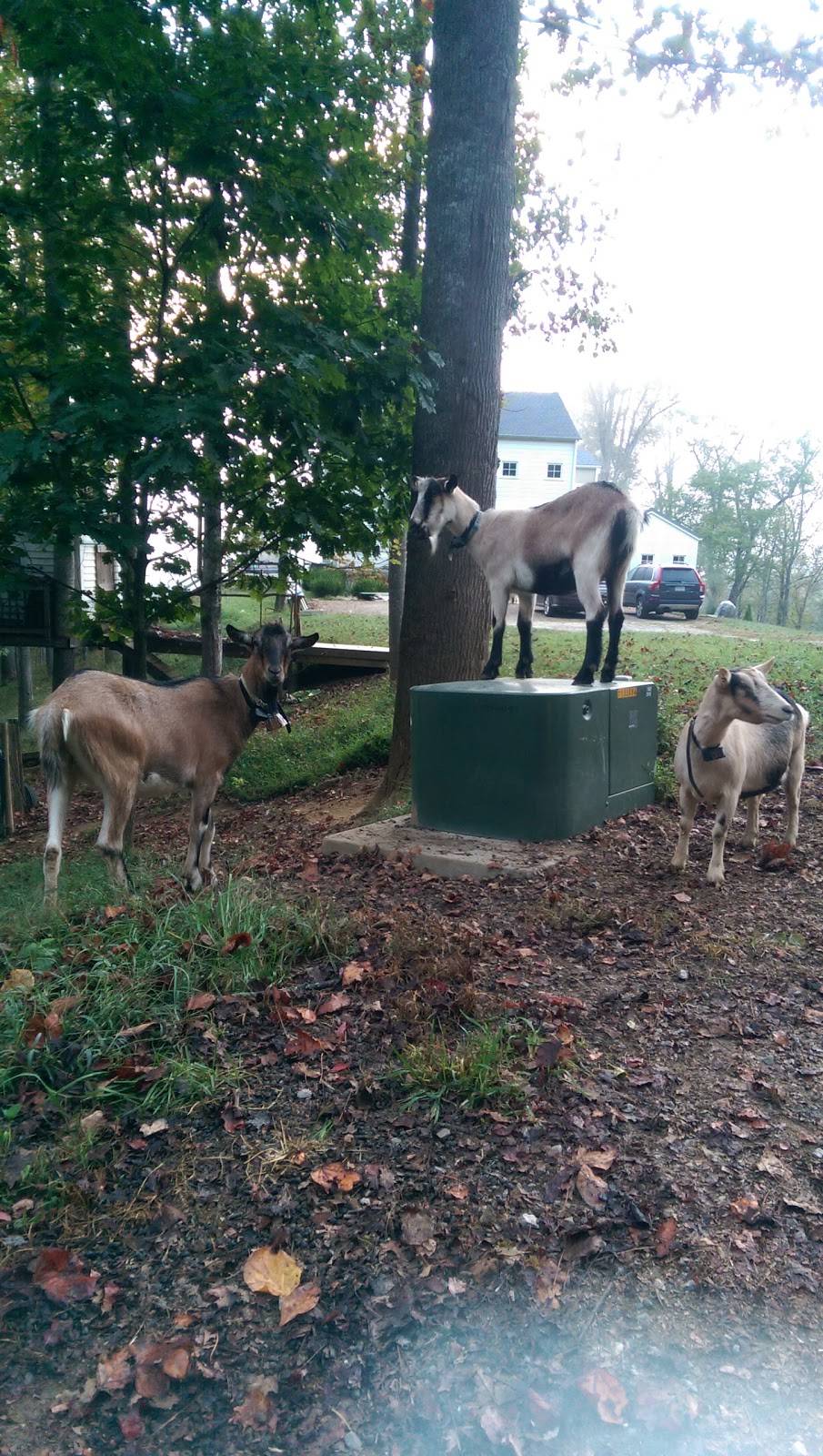 China Grill | restaurant | 43 Westridge Market Pl, Candler, NC 28715, USA | 8286678880 OR +1 828-667-8880