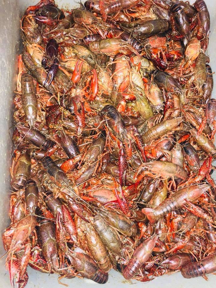 Cowboy Crab & Seafood | restaurant | 4458 Cleveland Ave, Fort Myers, FL 33901, USA | 2392783553 OR +1 239-278-3553