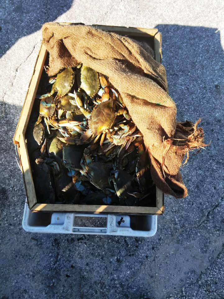 Jabos BBQ and Seafood | restaurant | 3286 Commercial Way, Spring Hill, FL 34606, USA | 3526869500 OR +1 352-686-9500