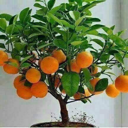 Abyssinia | restaurant | 5352 West 38th Street, Indianapolis, IN 46254, USA | 3172990608 OR +1 317-299-0608