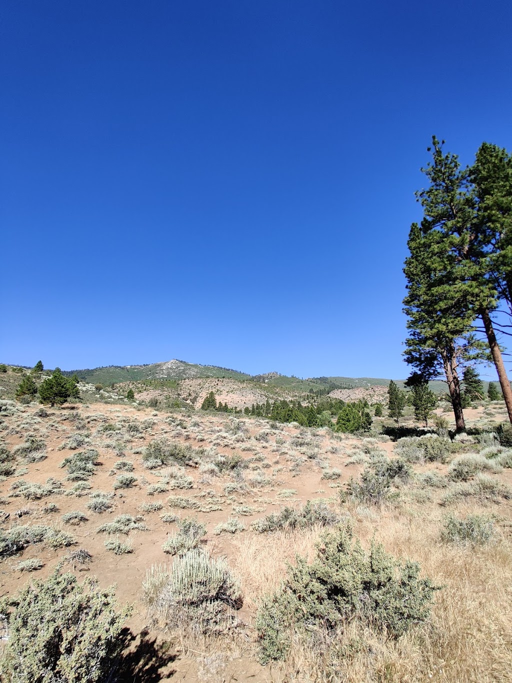 Gold Ranch RV Resort | restaurant | 320 Gold Ranch Rd, Verdi, NV 89439, USA | 7753458880 OR +1 775-345-8880