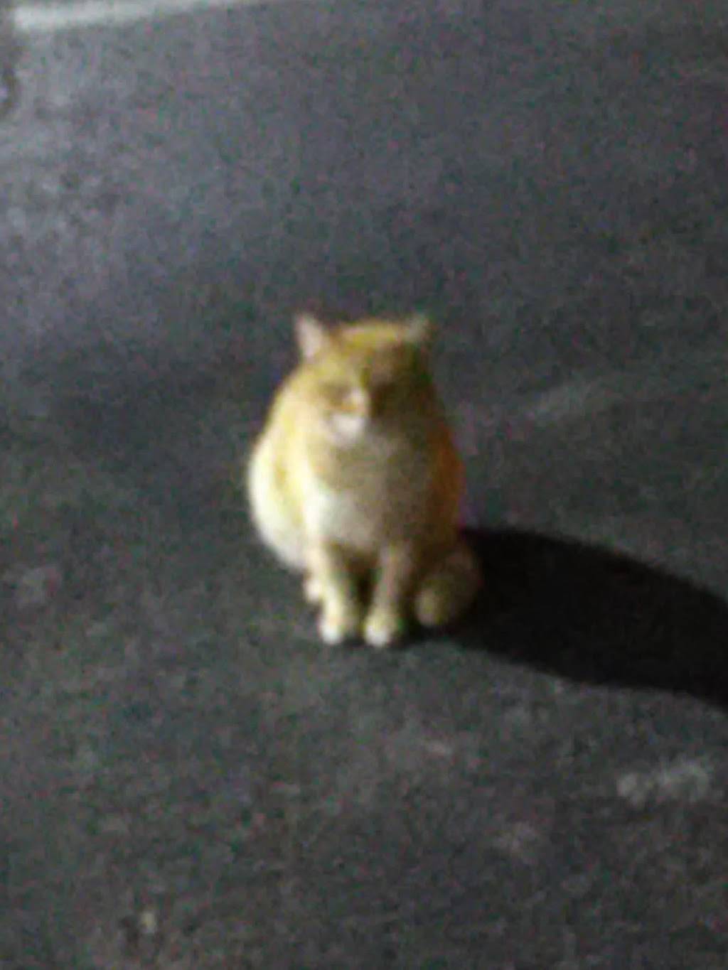 McDonalds | cafe | 1743 TN-100, Centerville, TN 37033, USA | 9317292375 OR +1 931-729-2375