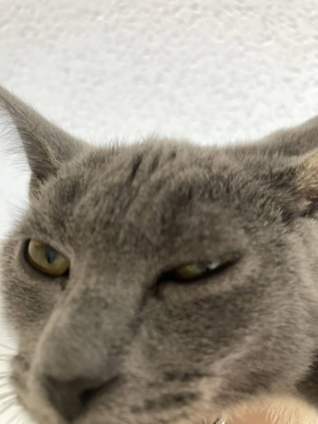 Chili’s | restaurant | 2000 Crossings Cir, Spring Hill, TN 37174, USA | 9319945439 OR +1 931-994-5439