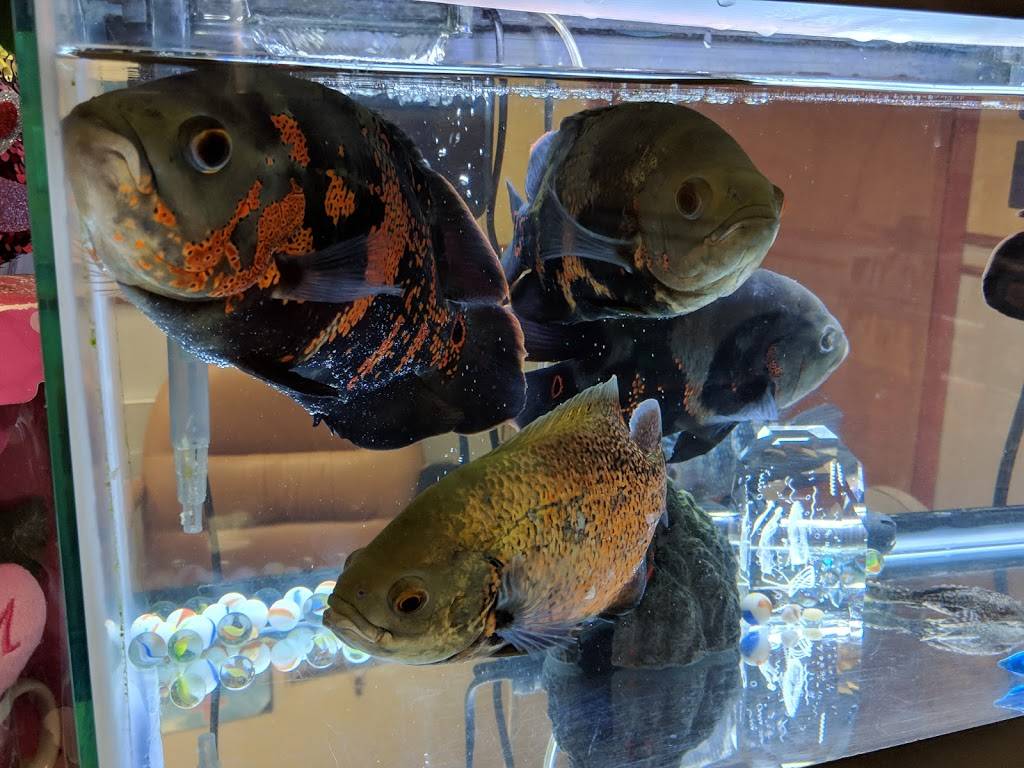 Number One House | restaurant | 7530 Castor Ave, Philadelphia, PA 19152, USA | 2157222310 OR +1 215-722-2310