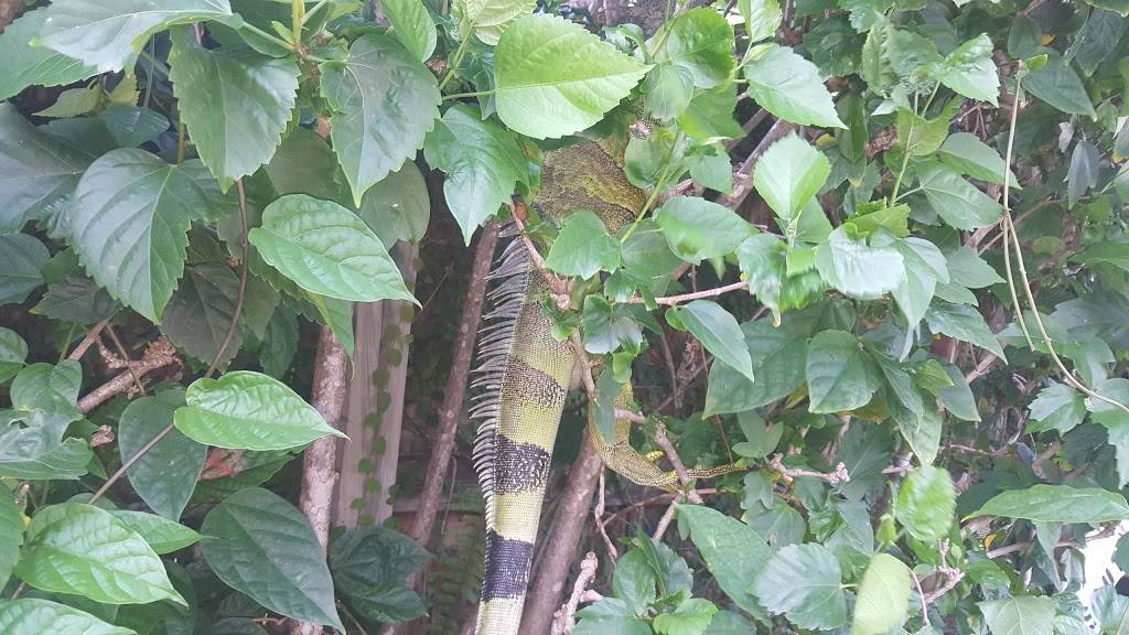 Pilikia By the Pool | restaurant | 1751 Collins Ave, Miami Beach, FL 33139, USA | 3053581411 OR +1 305-358-1411