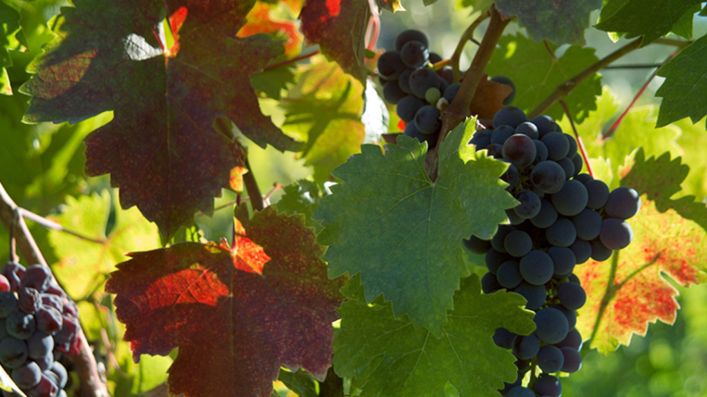 Orexi Greek American Grill | restaurant | 2601 Merrick Rd, Bellmore, NY 11710, USA | 5162216700 OR +1 516-221-6700