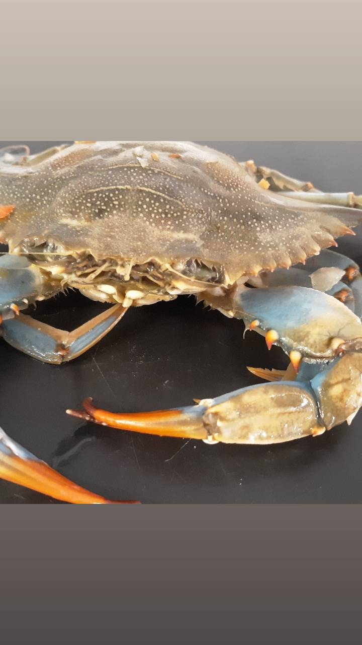 ShayTiggs | restaurant | 7190 Downman Rd suite f, New Orleans, LA 70126, USA | 5047667007 OR +1 504-766-7007