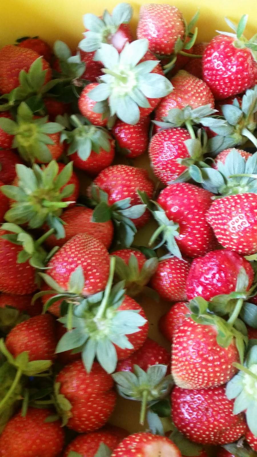 Berry Good Farms | restaurant | 930 William Gibbs Rd, Tifton, GA 31793, USA | 2298210746 OR +1 229-821-0746