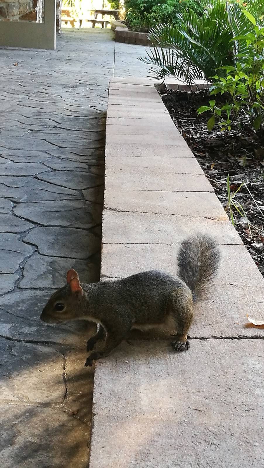 Wildside Café | restaurant | 9225 W Fishbowl Dr, Homosassa, FL 34446, USA | 3525036843 OR +1 352-503-6843