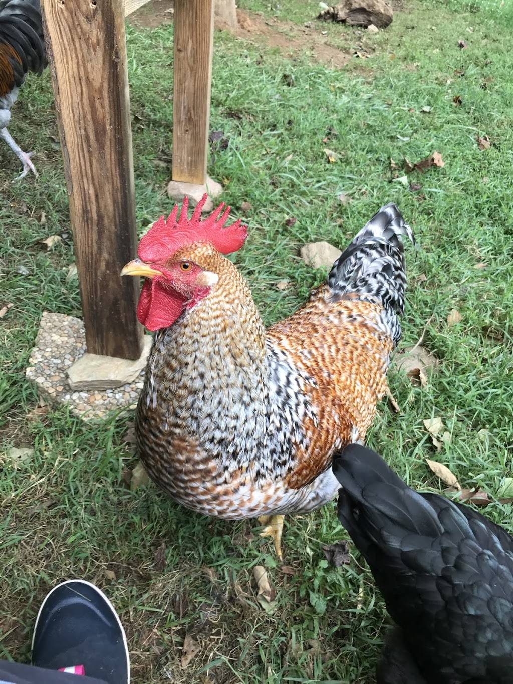 Alchemist Farm | restaurant | 3244 Gravenstein Hwy N, Sebastopol, CA 95472, USA | 7073362202 OR +1 707-336-2202