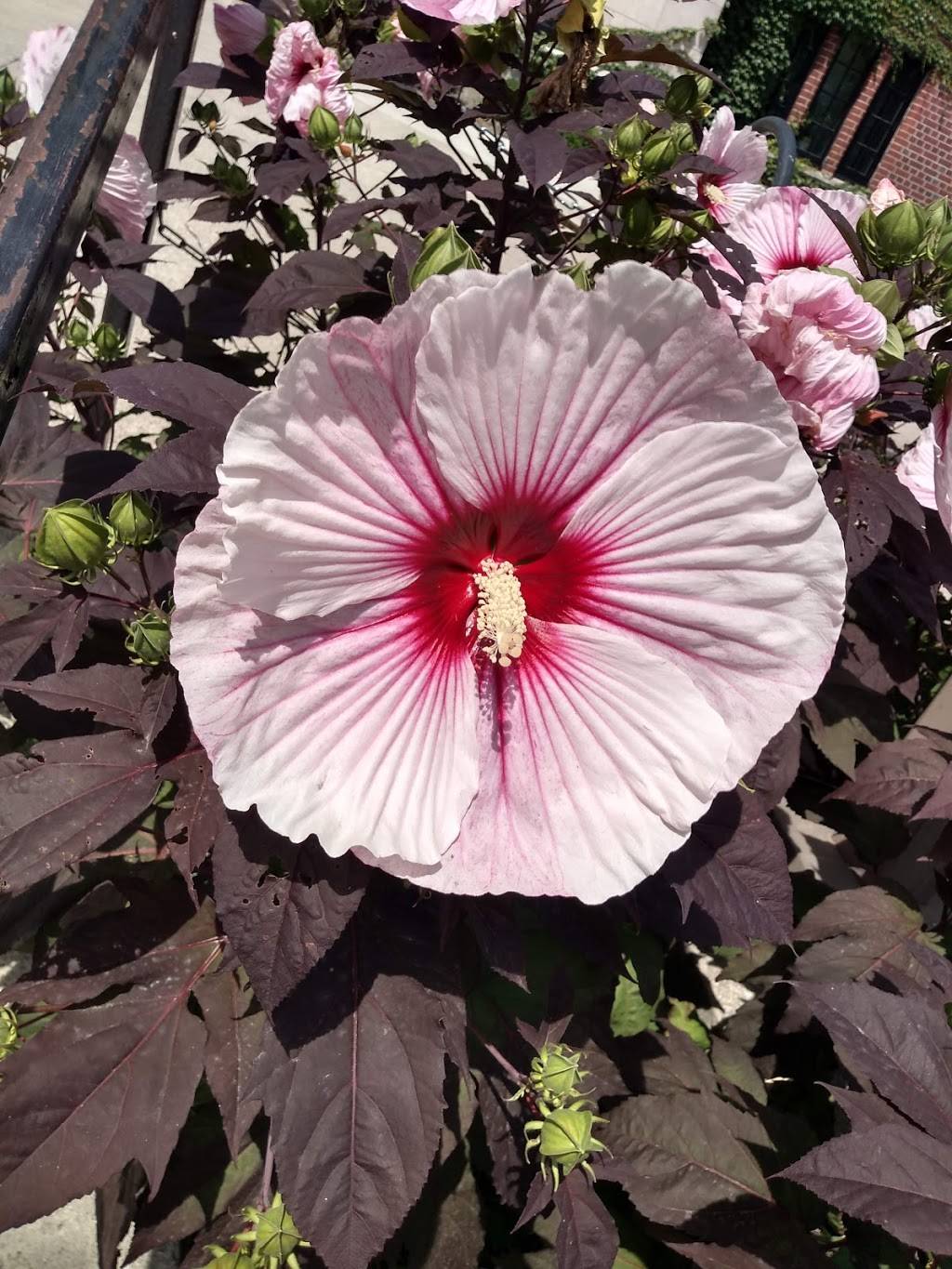 Friley Windows | restaurant | 1215, Friley Residence Hall, Ames, IA 50011, USA | 5152941113 OR +1 515-294-1113