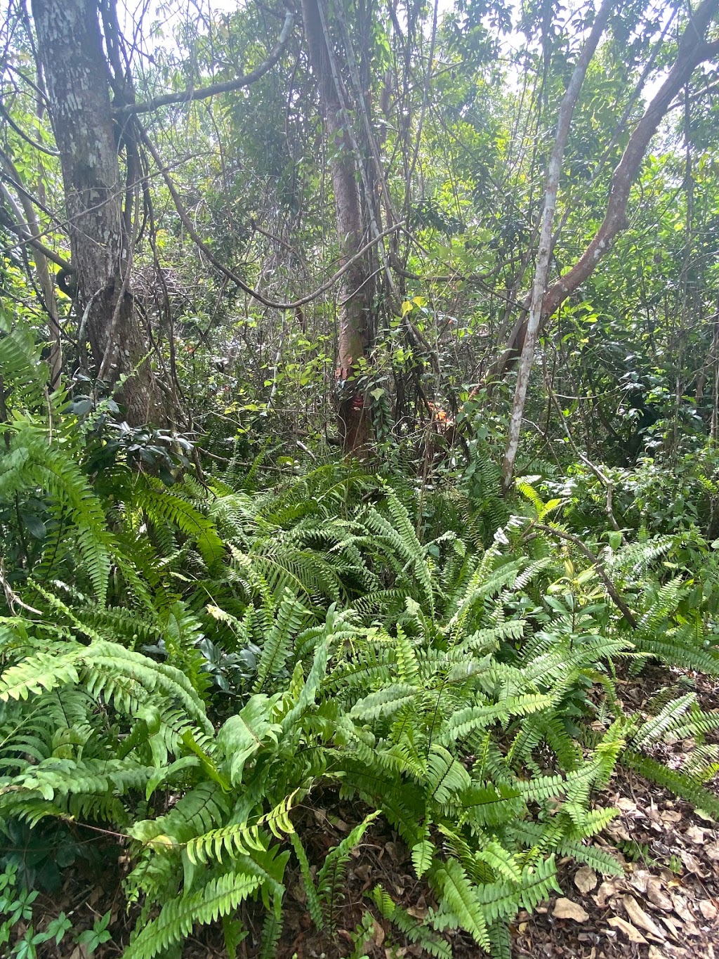 Starbucks | cafe | 19151 S Dixie Hwy, Cutler Bay, FL 33189, USA | 3052326827 OR +1 305-232-6827