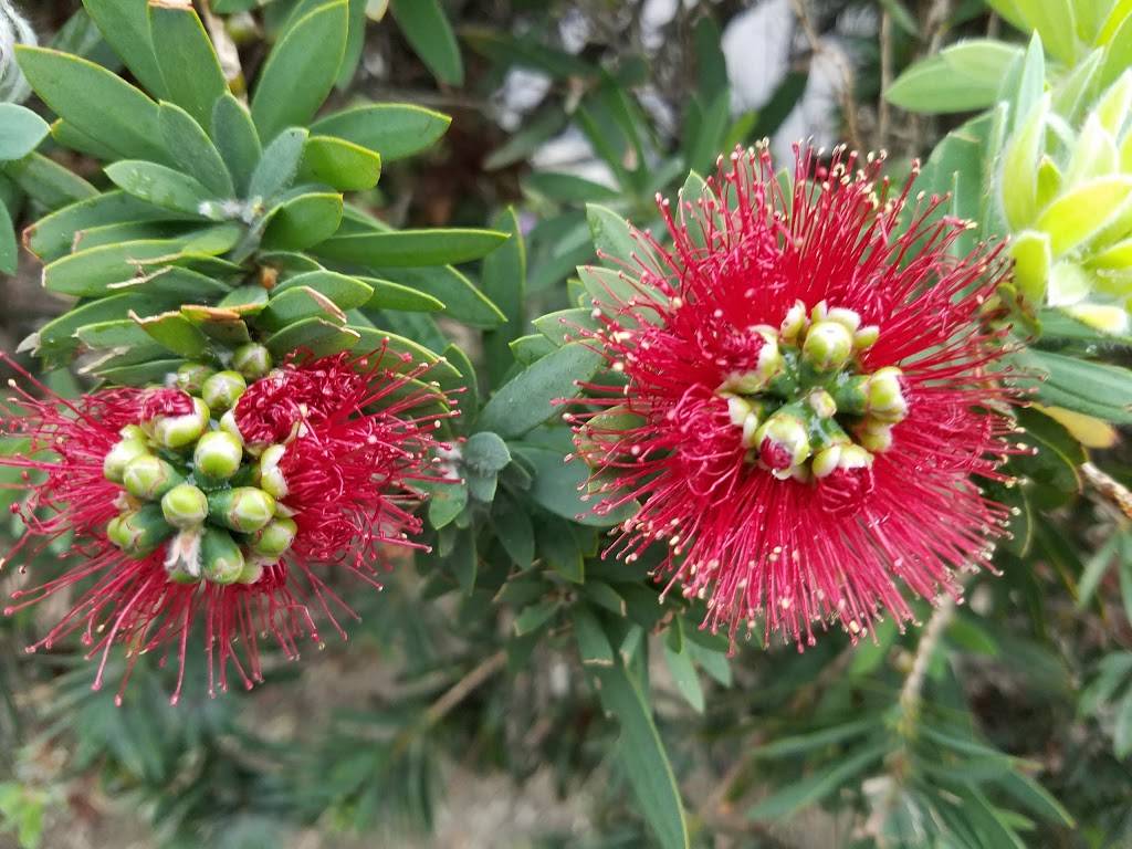 Starbucks | cafe | 1241 E Washington St, Colton, CA 92324, USA | 9097836825 OR +1 909-783-6825