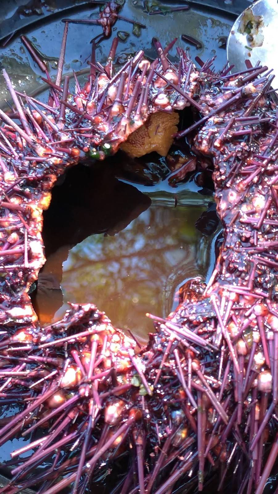 ABS Seafood | meal takeaway | Pier 45, Shed D, 1, San Francisco, CA 94133, USA | 4154010258 OR +1 415-401-0258