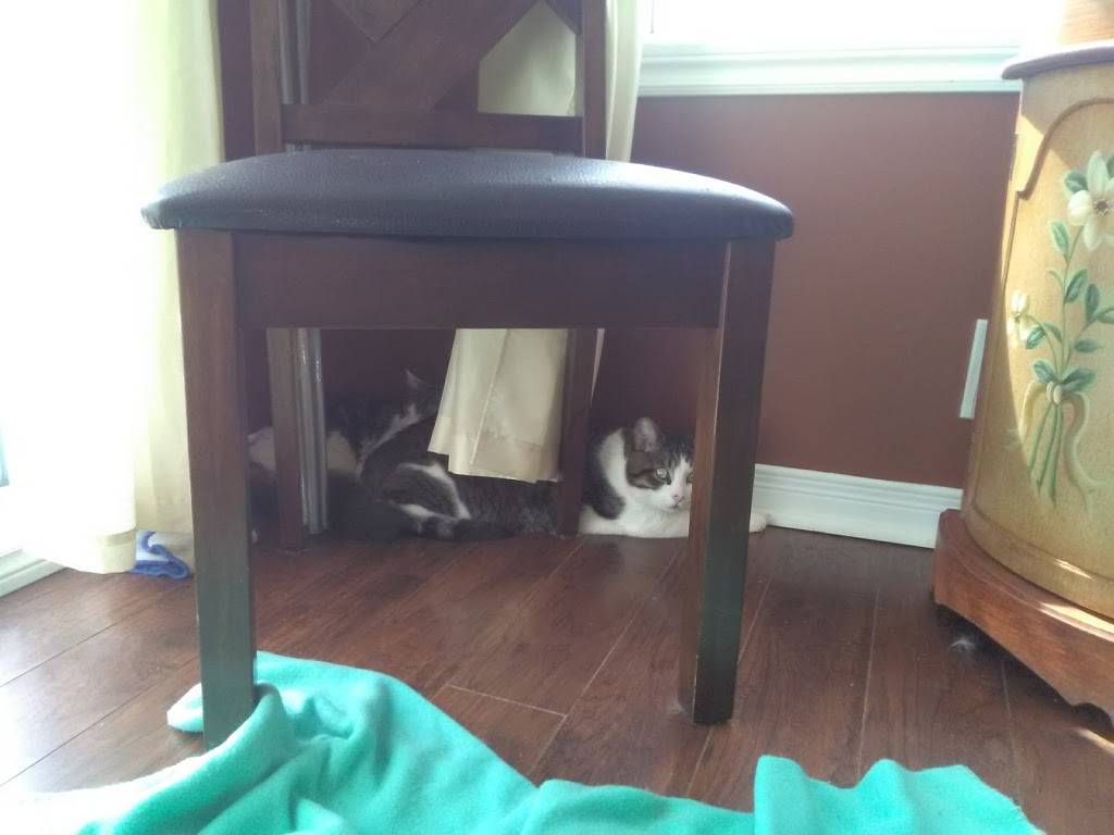 Restaurant LOurs Qui Bouffe | restaurant | 2273 Chemin des Patriotes, Saint-Ours, QC J0G 1P0, Canada | 4507852311 OR +1 450-785-2311