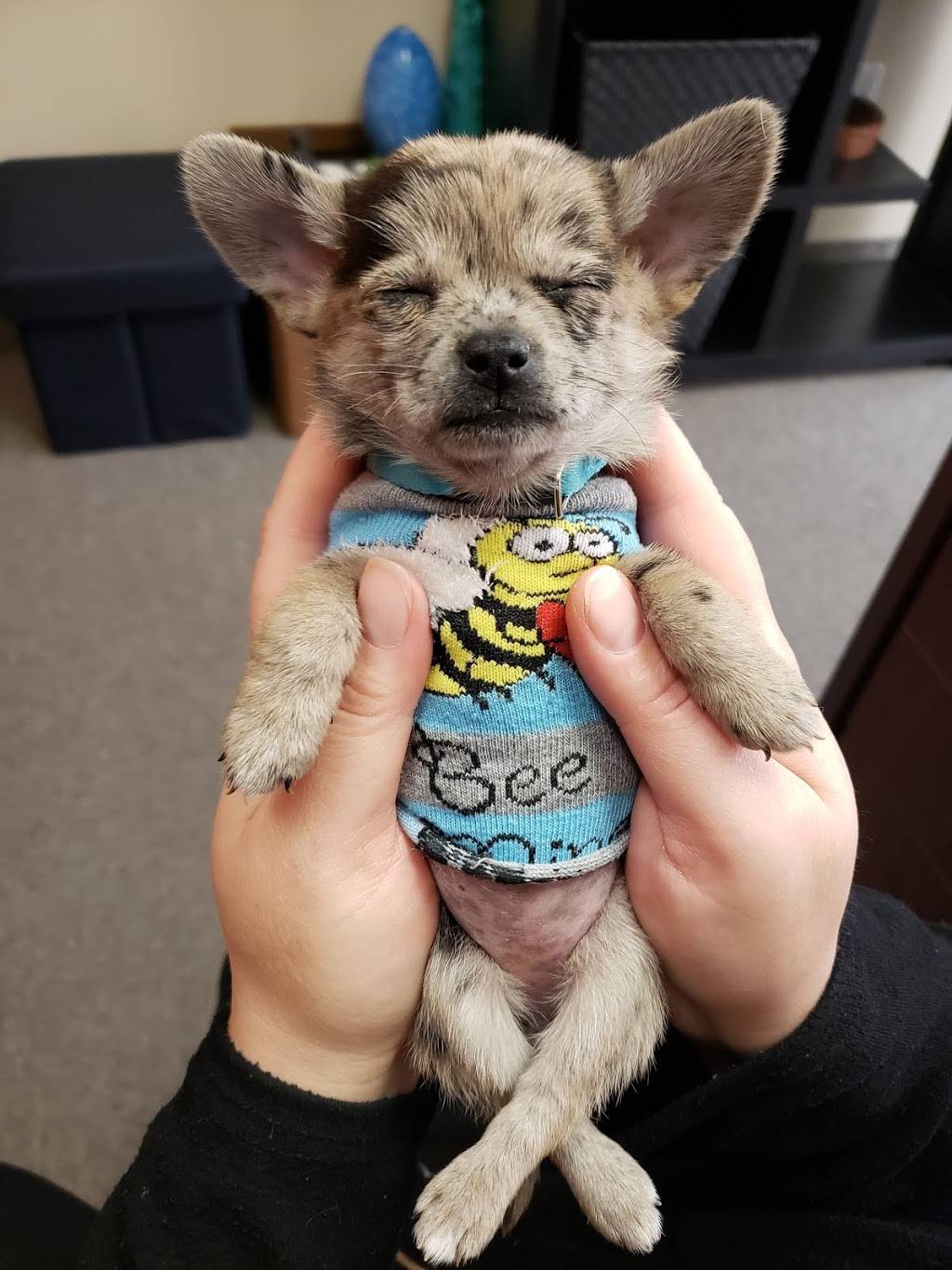 Wienerschnitzel | restaurant | 82-608 CA-111, Indio, CA 92201, USA | 7603429700 OR +1 760-342-9700