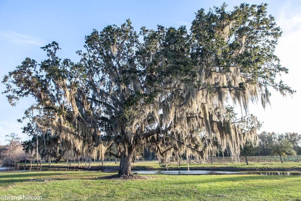 Congaree and Penn | restaurant | 11830 Old Kings Rd, Jacksonville, FL 32219, USA | 9045271945 OR +1 904-527-1945