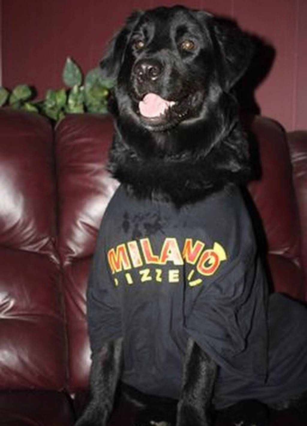 Milano Pizzeria | restaurant | 4188 Spratt Rd, Gloucester, ON K1V 0Z6, Canada | 6138226757 OR +1 613-822-6757