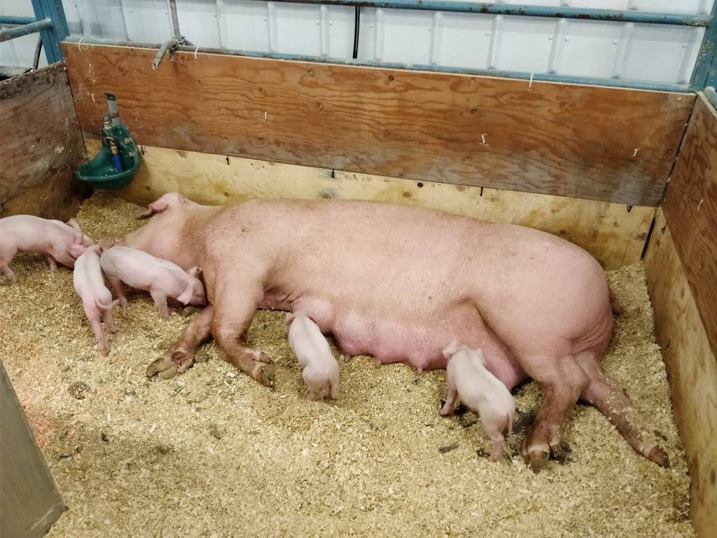 Érablière Raymond Meunier & Fils | restaurant | 325 Rang des Cinquante-Quatre, Richelieu, QC J3L 6R5, Canada | 4503470757 OR +1 450-347-0757