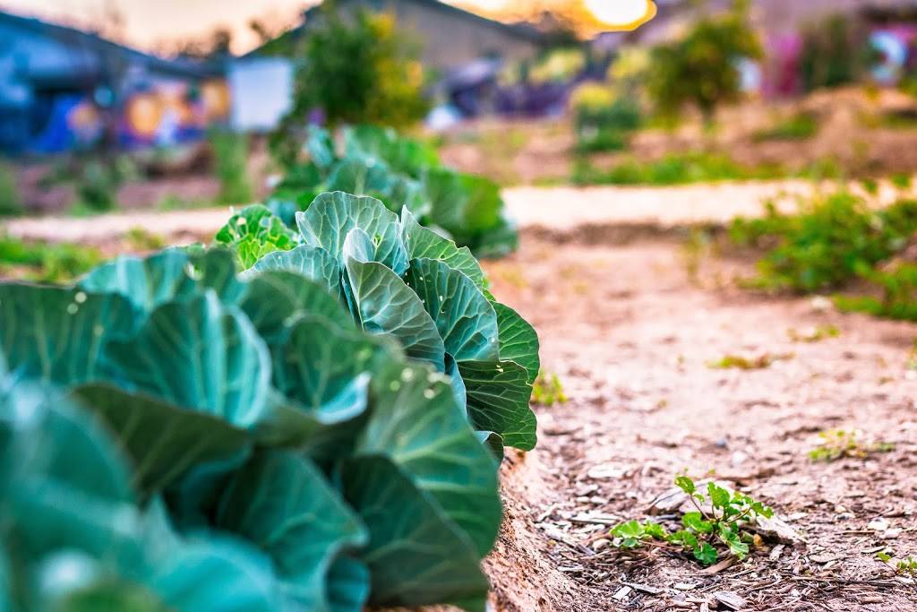 Healthy Roots Cafe | restaurant | 909 W Vineyard Rd A, Phoenix, AZ 85041, USA | 6029890590 OR +1 602-989-0590