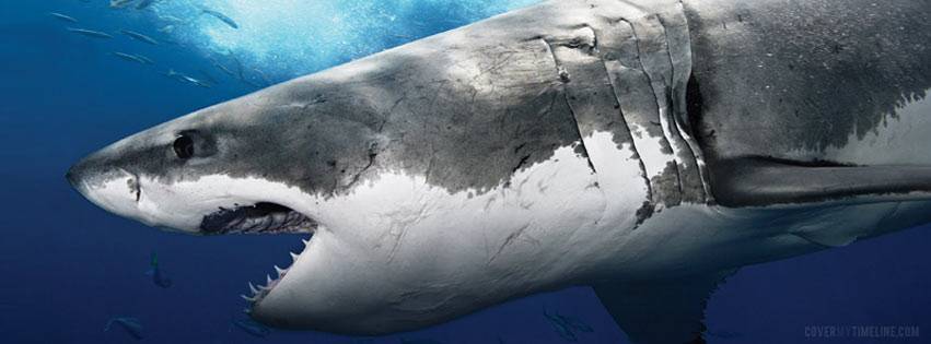 Sharks Fish and Chicken | restaurant | 2560 Garfield St Unit 1, Gary, IN 46404, USA | 2199510271 OR +1 219-951-0271