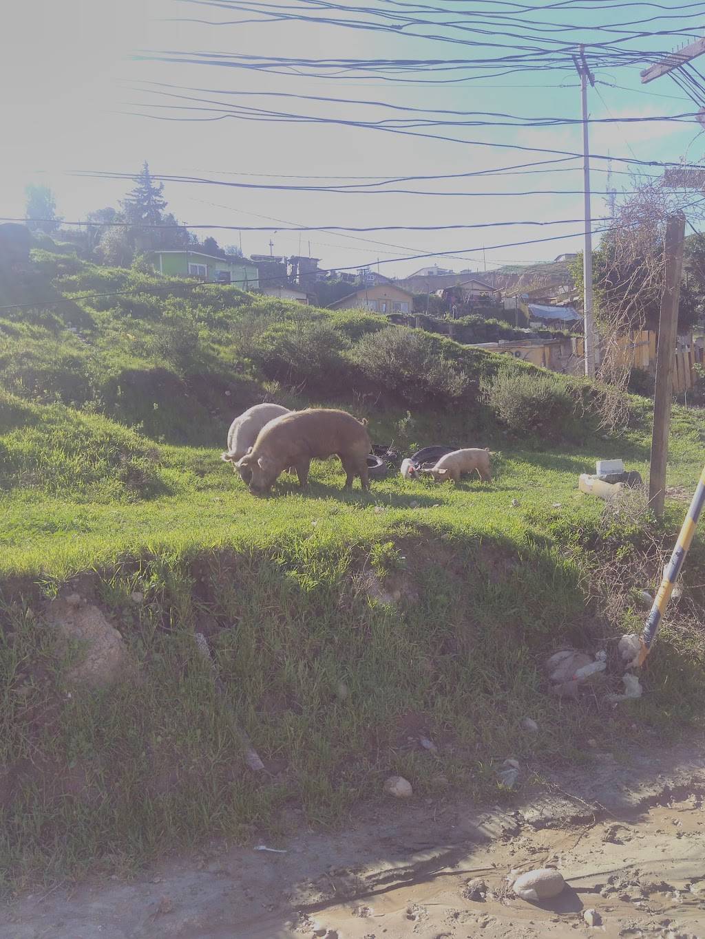 POLLOS ALEXANDER | restaurant | Local B, Avenue Lucha Reyes 3131, Miramar, 22526 Tijuana, B.C., Mexico | 016641829975 OR +52 664 182 9975