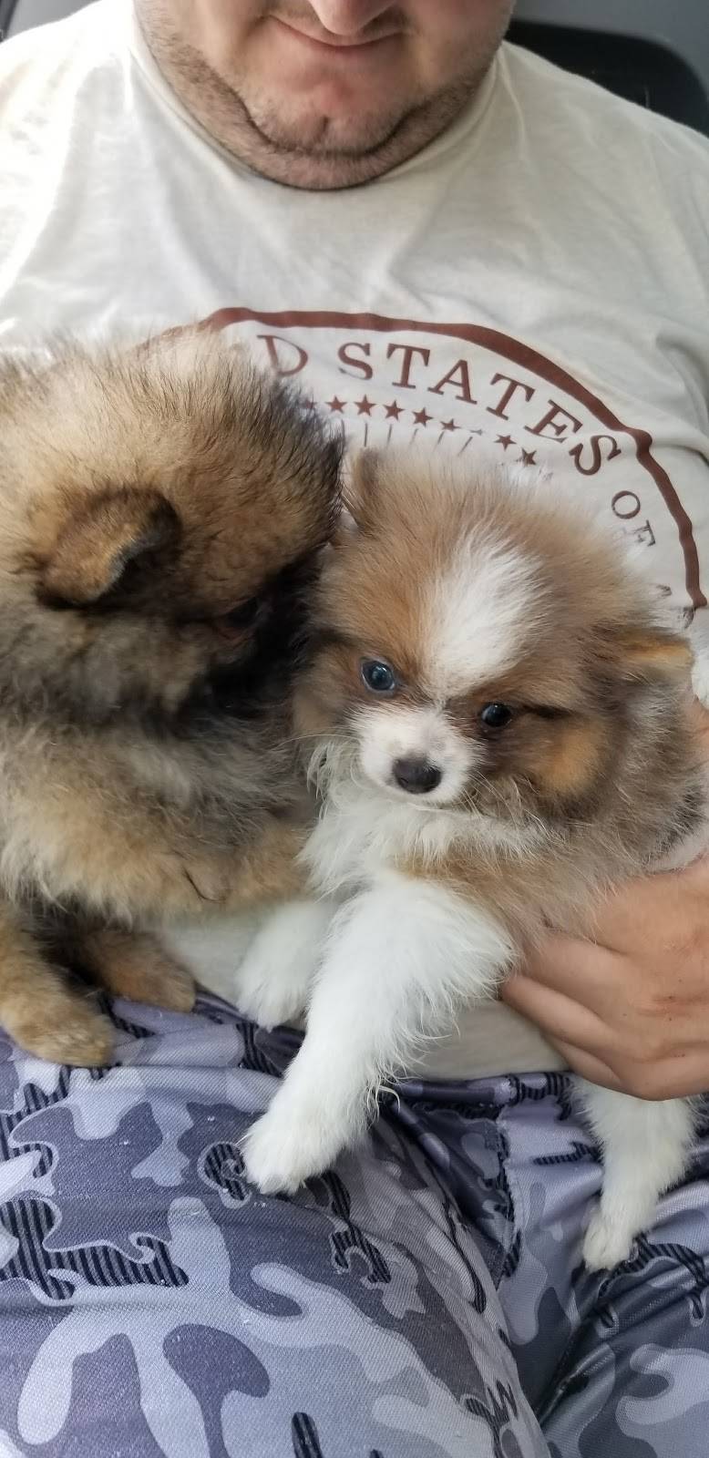 McDonalds | cafe | 1000 Real Rd, Bakersfield, CA 93309, USA | 6613240557 OR +1 661-324-0557