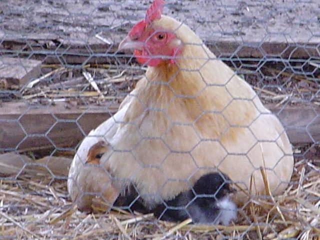 Sanders Ridge Vineyard, Winery and Events | restaurant | 3200 Round Hill Rd, Boonville, NC 27011, USA | 3366771700 OR +1 336-677-1700