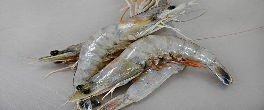 Shoreline Seafood Inc. | restaurant | 1034 Route 3 North, Gambrills, MD 21054, USA | 4107217767 OR +1 410-721-7767