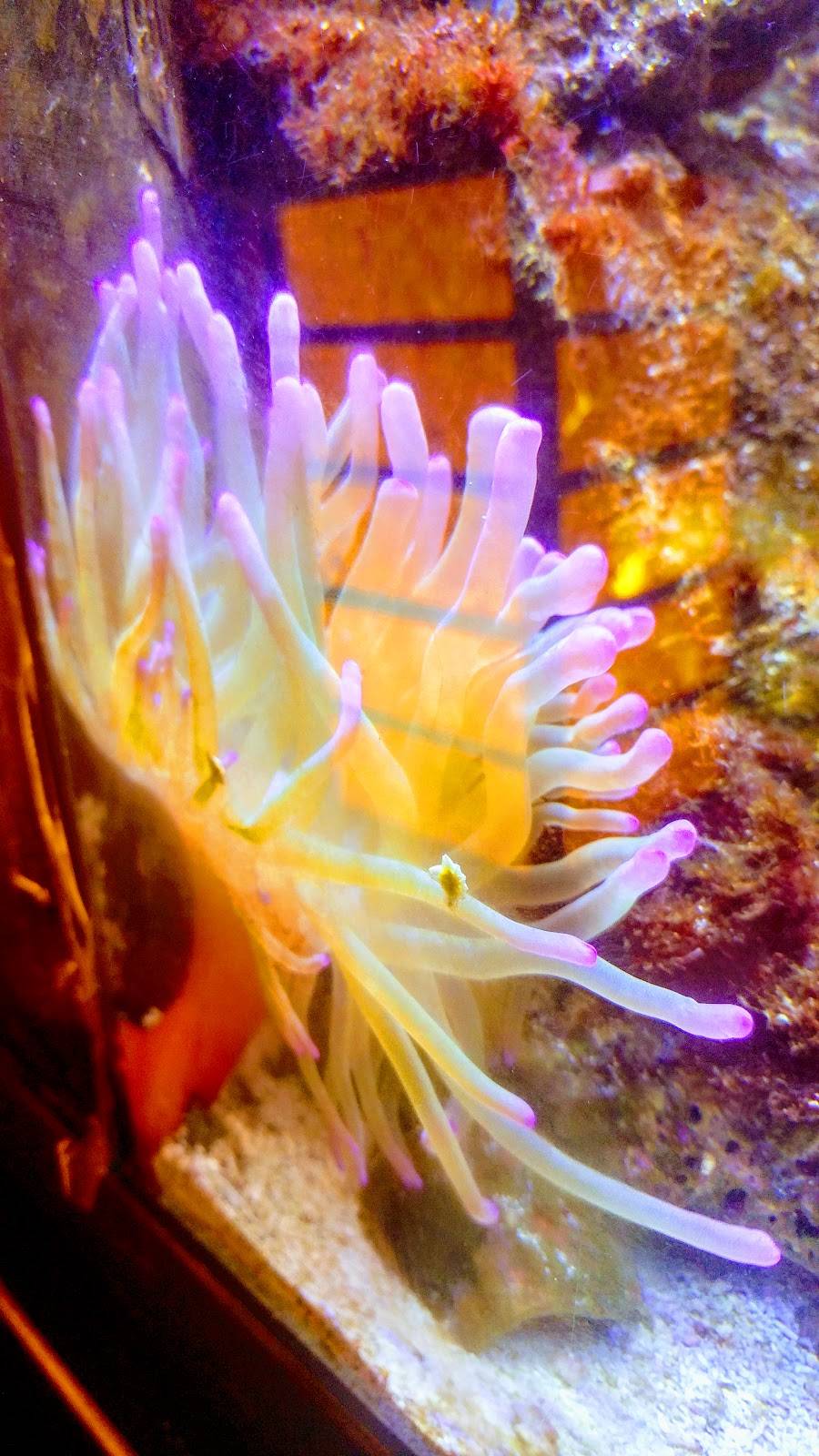 Formosa Restaurant | restaurant | 5425 TN-153, Hixson, TN 37343, United States | 4238756953 OR +1 423-875-6953