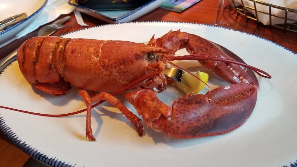 Red Lobster | restaurant | 6747 S Tamiami Trail, Sarasota, FL 34231, USA | 9419241297 OR +1 941-924-1297