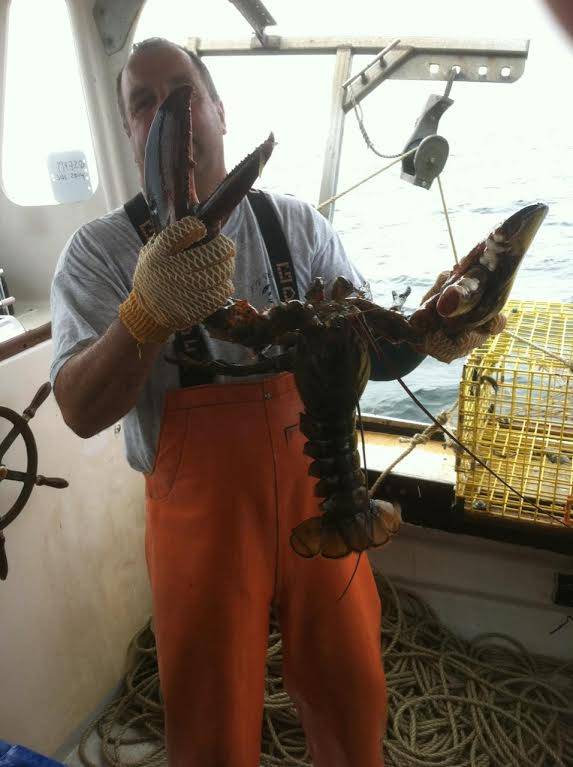 Plymouth Bay Lobster Co., LLC | restaurant | 62R Hedge Rd, Plymouth, MA 02360, USA | 5087463328 OR +1 508-746-3328