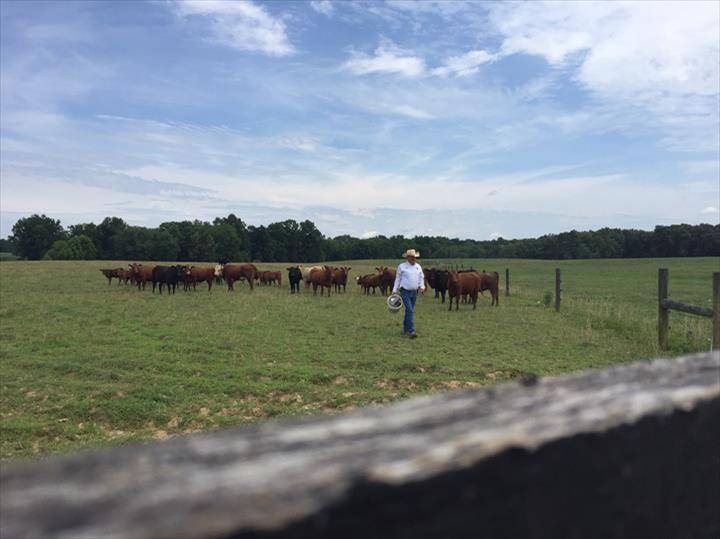 Tennessee Grass Fed Farm | restaurant | 335 Williams Rd, Clarksville, TN 37043, USA | 6153475454 OR +1 615-347-5454