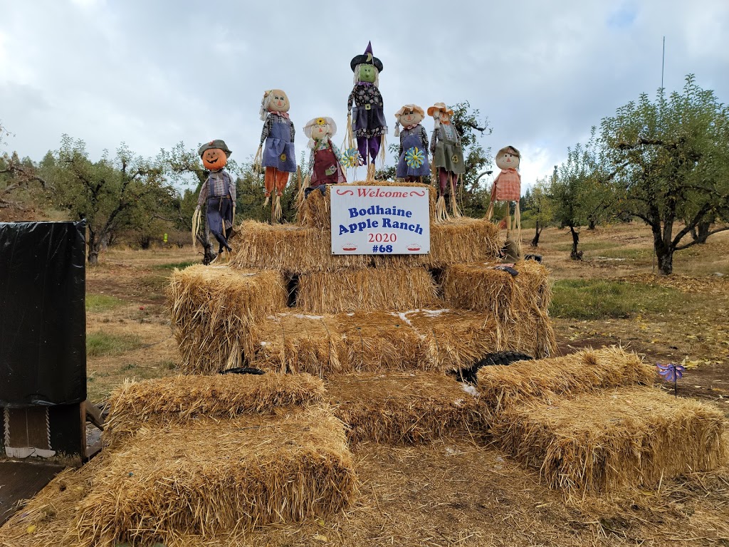 Bodhaines at Drew Bean Farms | bakery | 2315 Cable Rd, Camino, CA 95709, USA | 5306441686 OR +1 530-644-1686