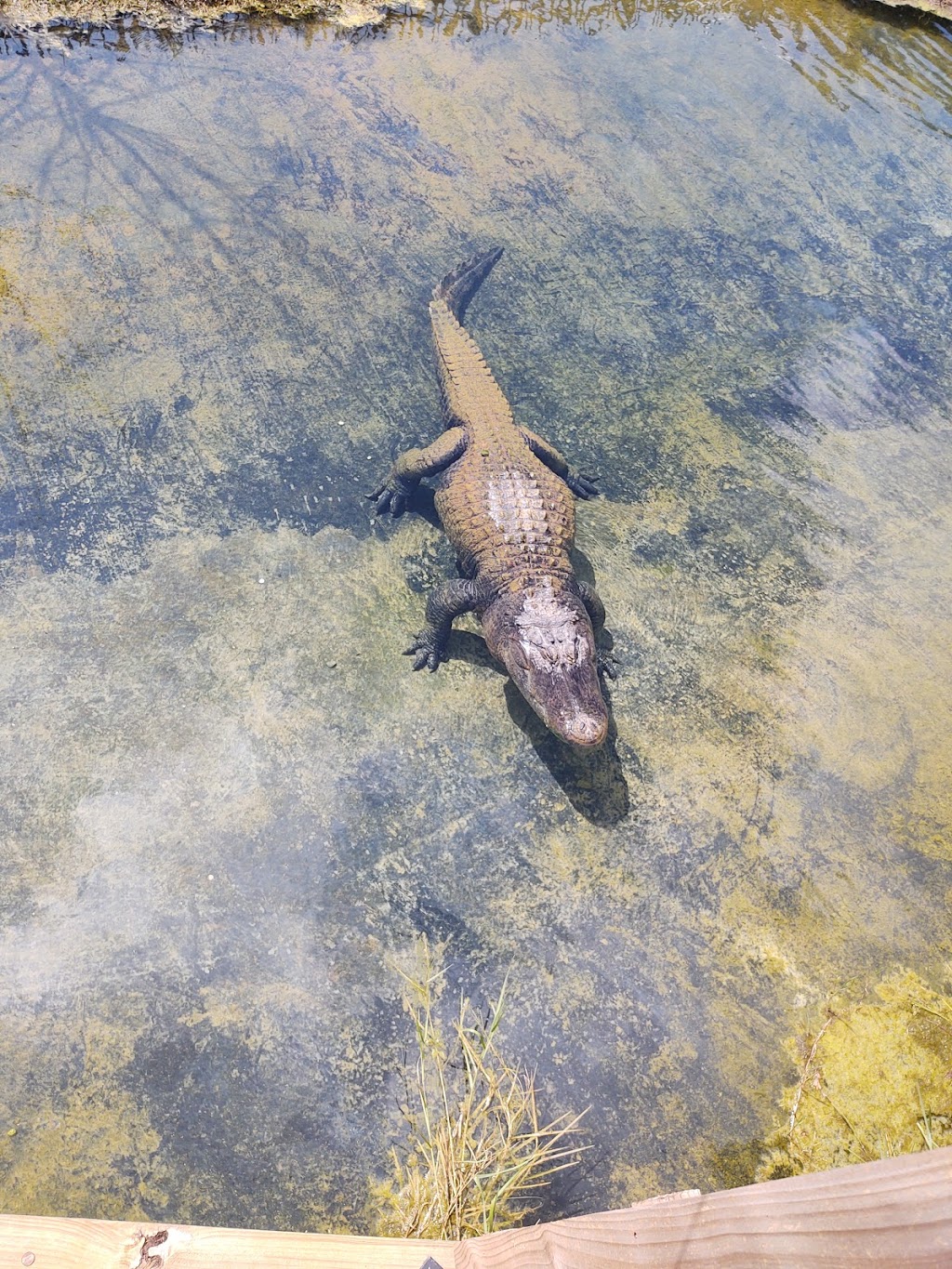 Safari Club Restaurant | restaurant | 20499 Oak Rd E, Gulf Shores, AL 36542, USA | 2512567007 OR +1 251-256-7007