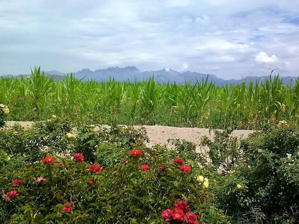 Rio Grande Vineyard & Winery | restaurant | 5321 Avenida de Mesilla, Las Cruces, NM 88005, USA | 5755243985 OR +1 575-524-3985