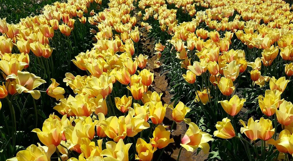 Palace Casino | restaurant | 318 NW Pacific Hwy, La Center, WA 98629, USA | 3602632988 OR +1 360-263-2988