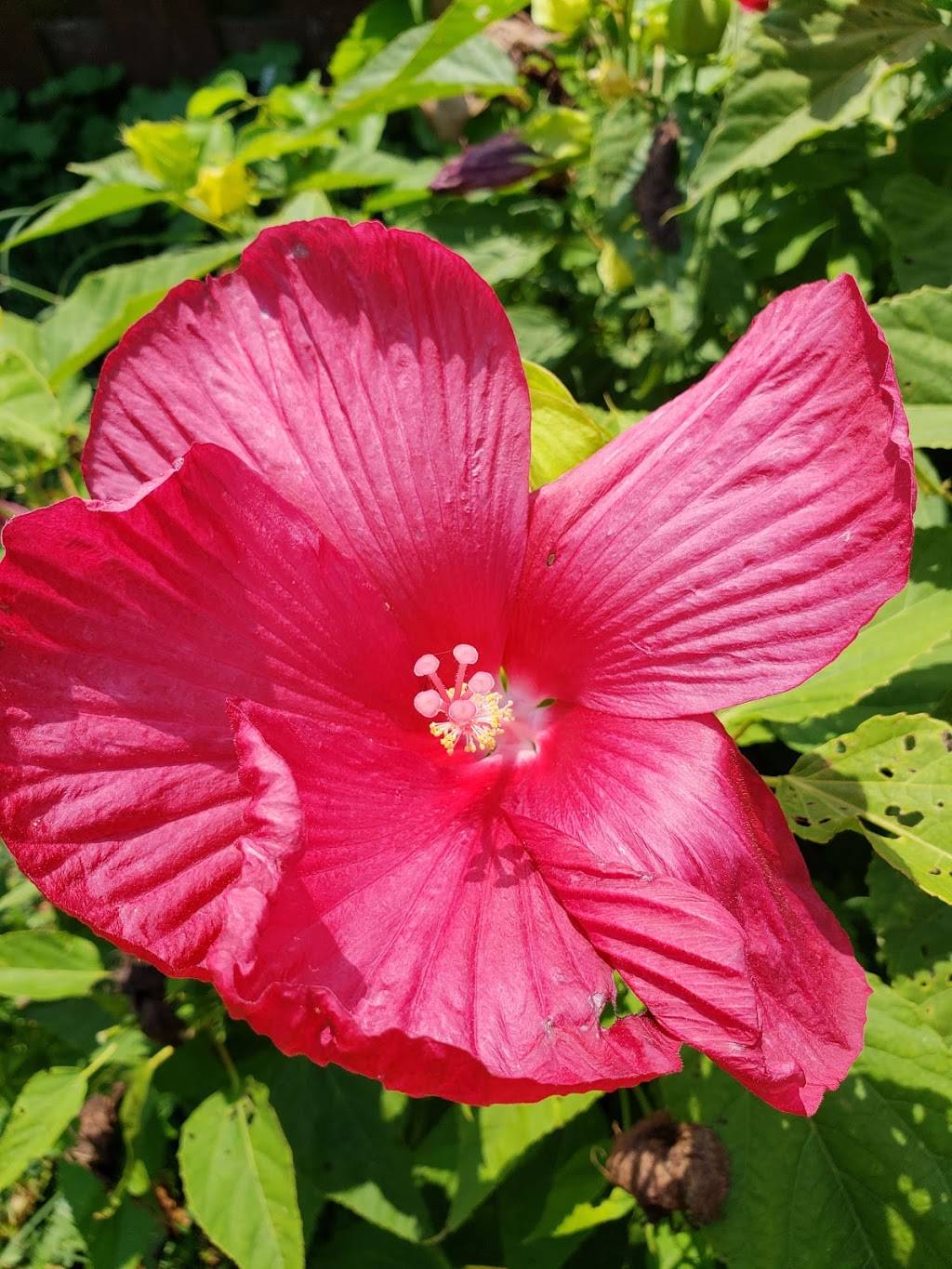 Little Twirl Dairy Bar | restaurant | 58 W Main St, Livonia, IN 47108, USA | 8127554000 OR +1 812-755-4000