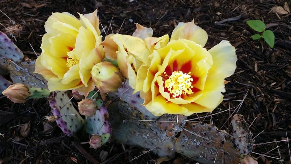 Las Trancas | restaurant | 1051 S Main St, Woodstock, VA 22664, USA | 5404591622 OR +1 540-459-1622