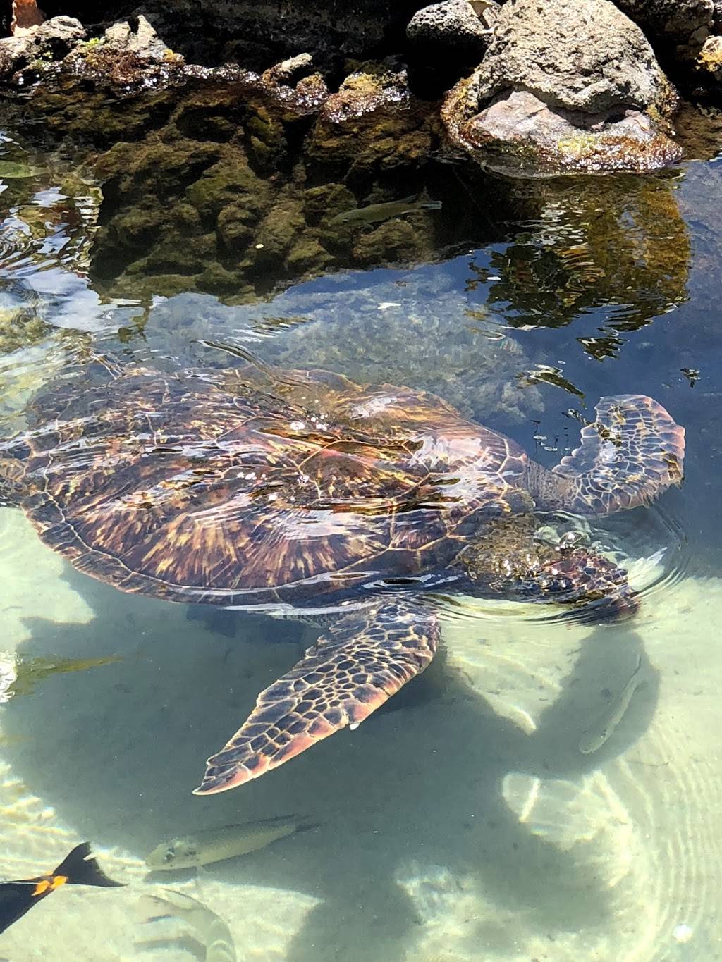 Plumeria Beach House | restaurant | 5000 Kahala Ave, Honolulu, HI 96816, USA | 8087398760 OR +1 808-739-8760