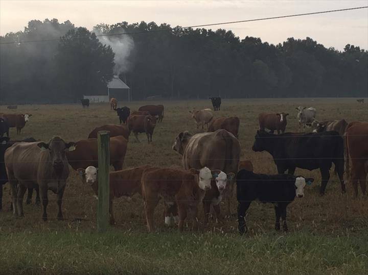 Tennessee Grass Fed Farm | restaurant | 335 Williams Rd, Clarksville, TN 37043, USA | 6153475454 OR +1 615-347-5454