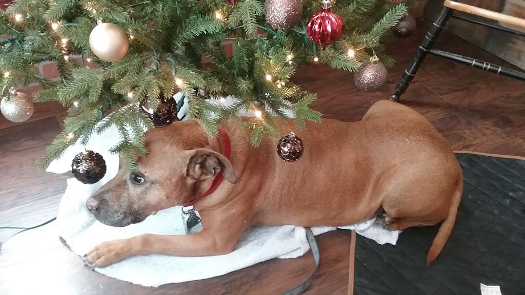 Order Up | restaurant | 1214 Access Rd, Rifle, CO 81650, USA | 9706251632 OR +1 970-625-1632