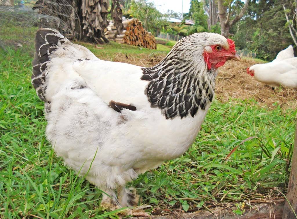 Dunkin | bakery | 2462 Kennesaw Due West Rd NW, Kennesaw, GA 30152, USA | 6789964150 OR +1 678-996-4150