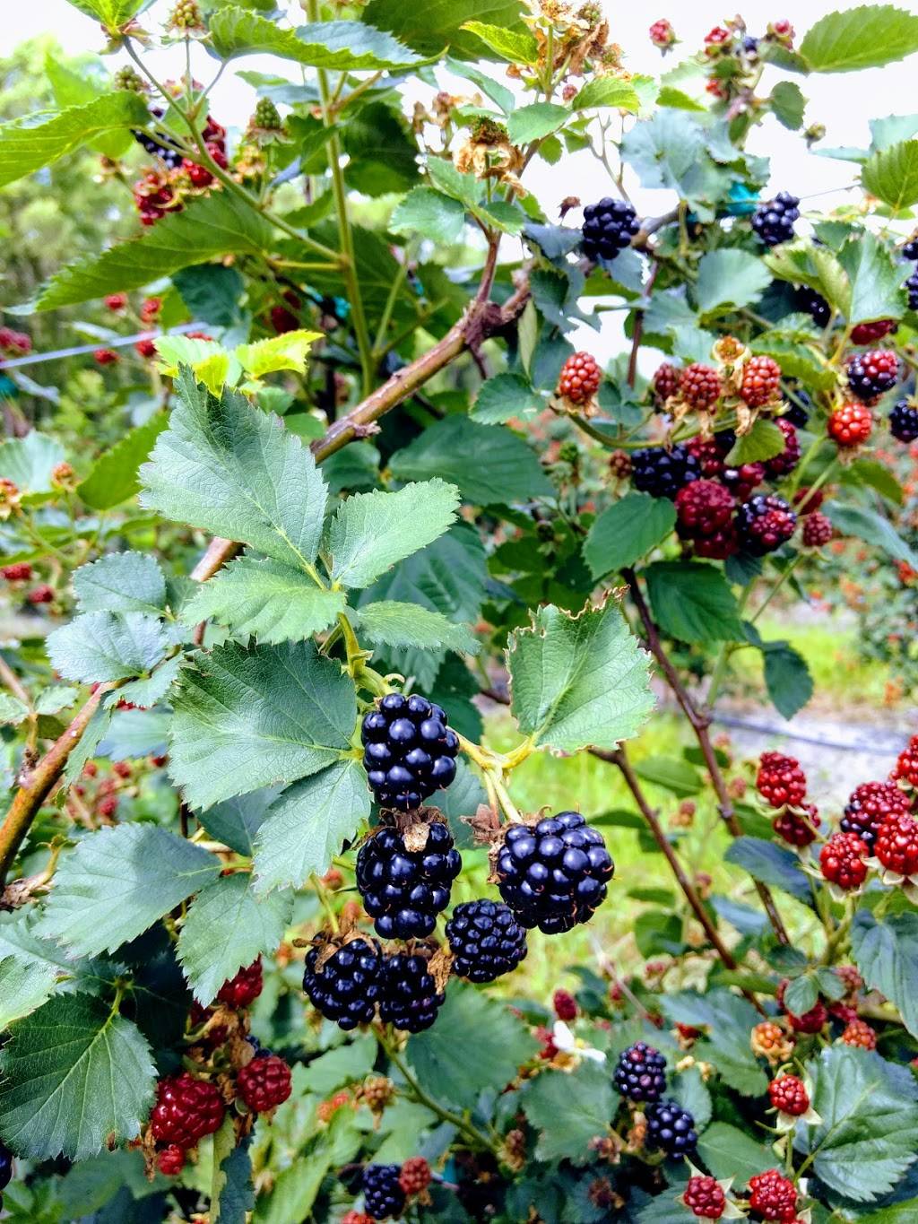 Congaree and Penn | restaurant | 11830 Old Kings Rd, Jacksonville, FL 32219, USA | 9045271945 OR +1 904-527-1945