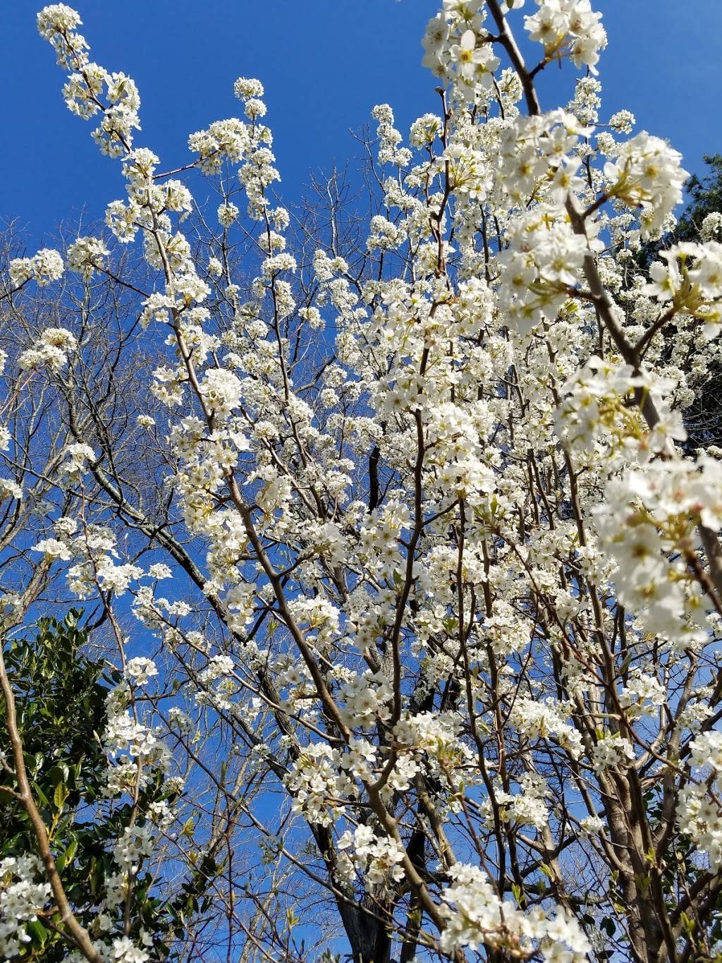 The Waterfront Country Club | restaurant | 275 Anchor Dr, Moneta, VA 24121, USA | 5407212397 OR +1 540-721-2397