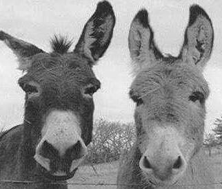 Jack in the Box | restaurant | 9433 Reseda Blvd, Northridge, CA 91324, USA | 8188858261 OR +1 818-885-8261