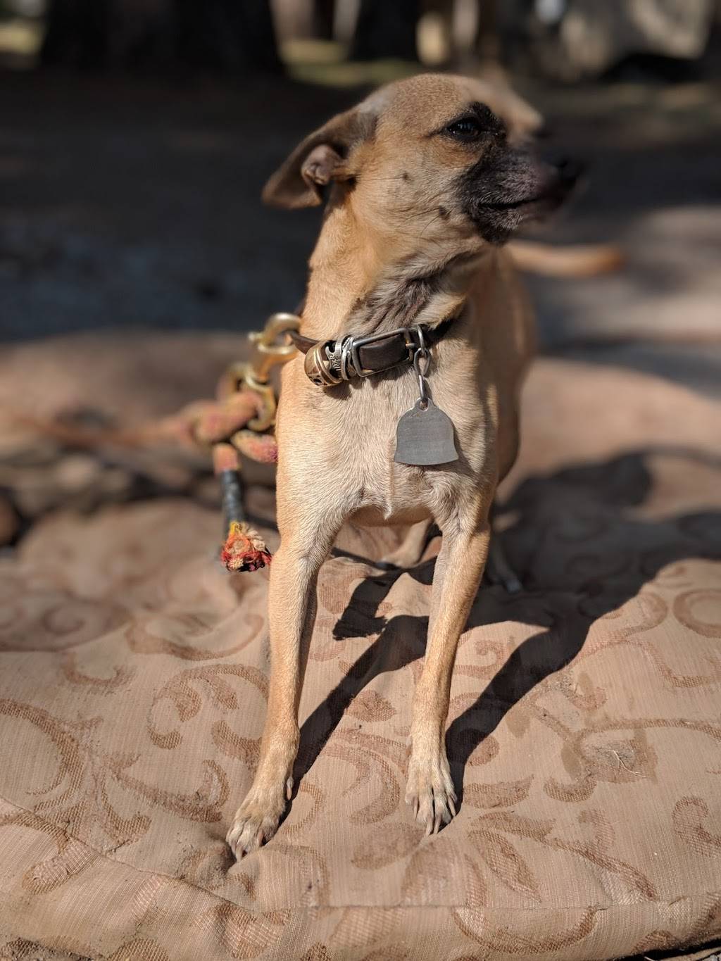 Buckeye Restaurant | restaurant | 7460 Wentworth Springs Rd, Georgetown, CA 95634, USA | 5303332600 OR +1 530-333-2600