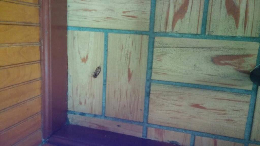 Panda Chinese Restaurant | restaurant | 6334 103rd St, Jacksonville, FL 32210, USA | 9045730087 OR +1 904-573-0087